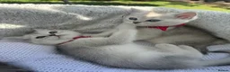 Scottish Fold cats for sale: Scotish Fold  in Romford - Advert 4