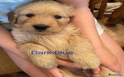 Goldendoodle dogs for sale: Golden doodle puppies ready 12th September  - Image 23