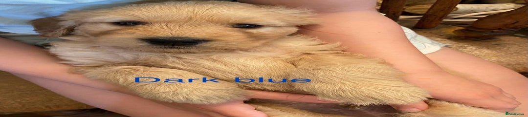 Goldendoodle Puppy 2