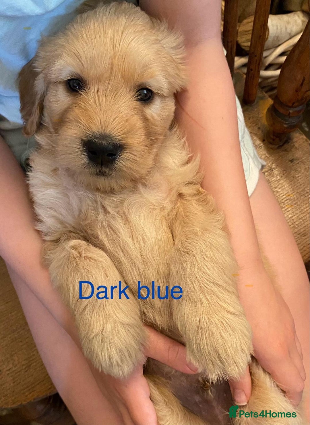 Goldendoodle dogs for sale: Golden doodle puppies ready 12th September  - Image 23
