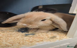 Mini Lop rabbits for sale: Bunnies for sale  in Leven - Image 1