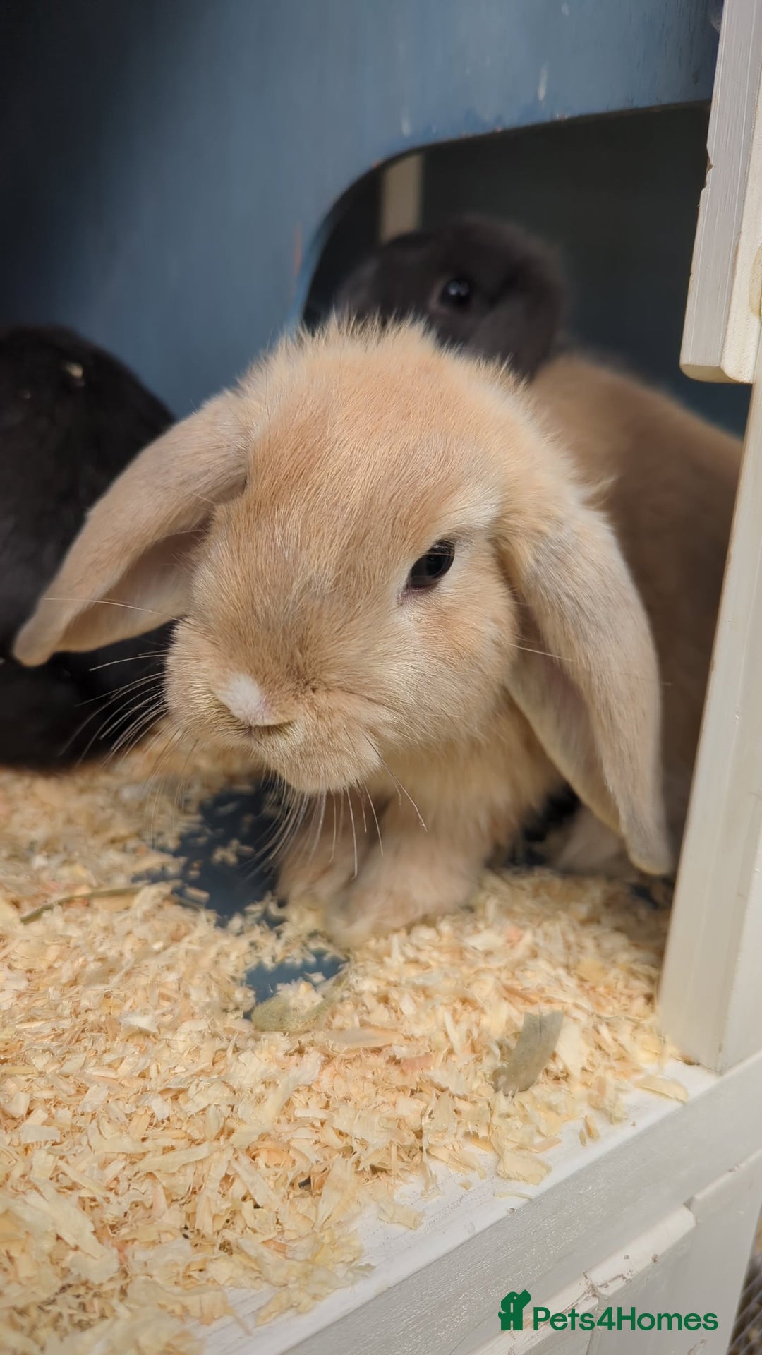 Mini Lop rabbits for sale: Bunnies for sale  in Leven - Image 1