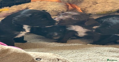 Cocker Spaniel dogs - Advert 13