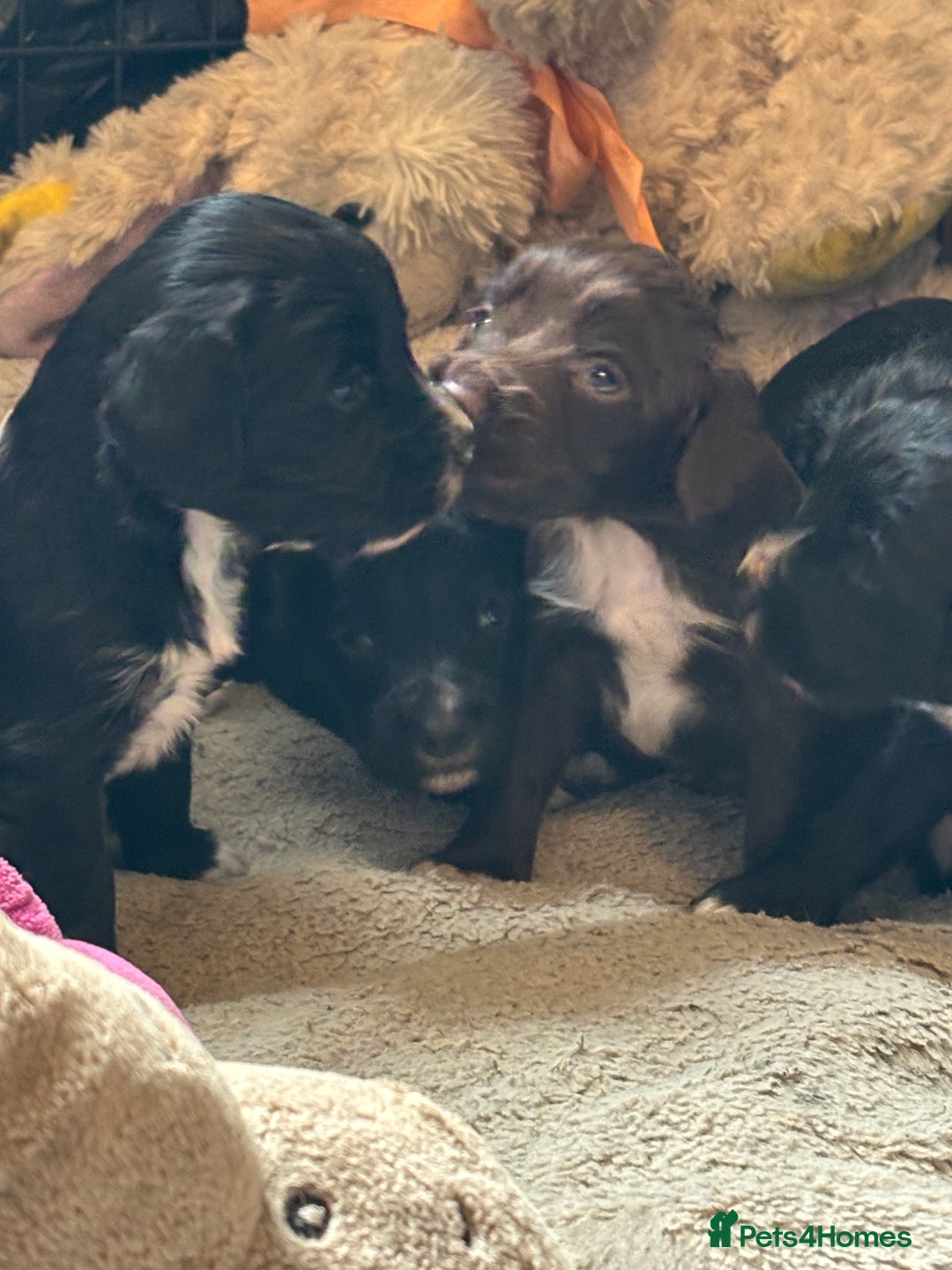 Cocker Spaniel dogs for sale: Working type cocker spaniel puppies  - Image 2