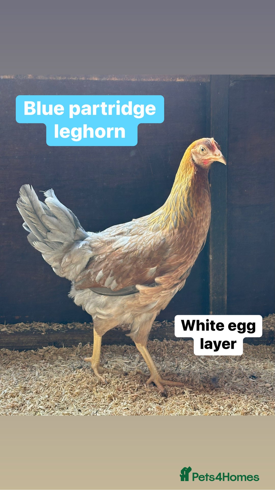 Chickens poultry for sale: Coloured hybrid hens at pol - Image 17