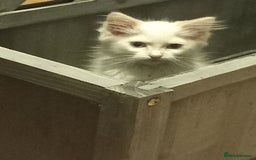 Ragdoll cats for sale: Flame point ragdoll - Image 3