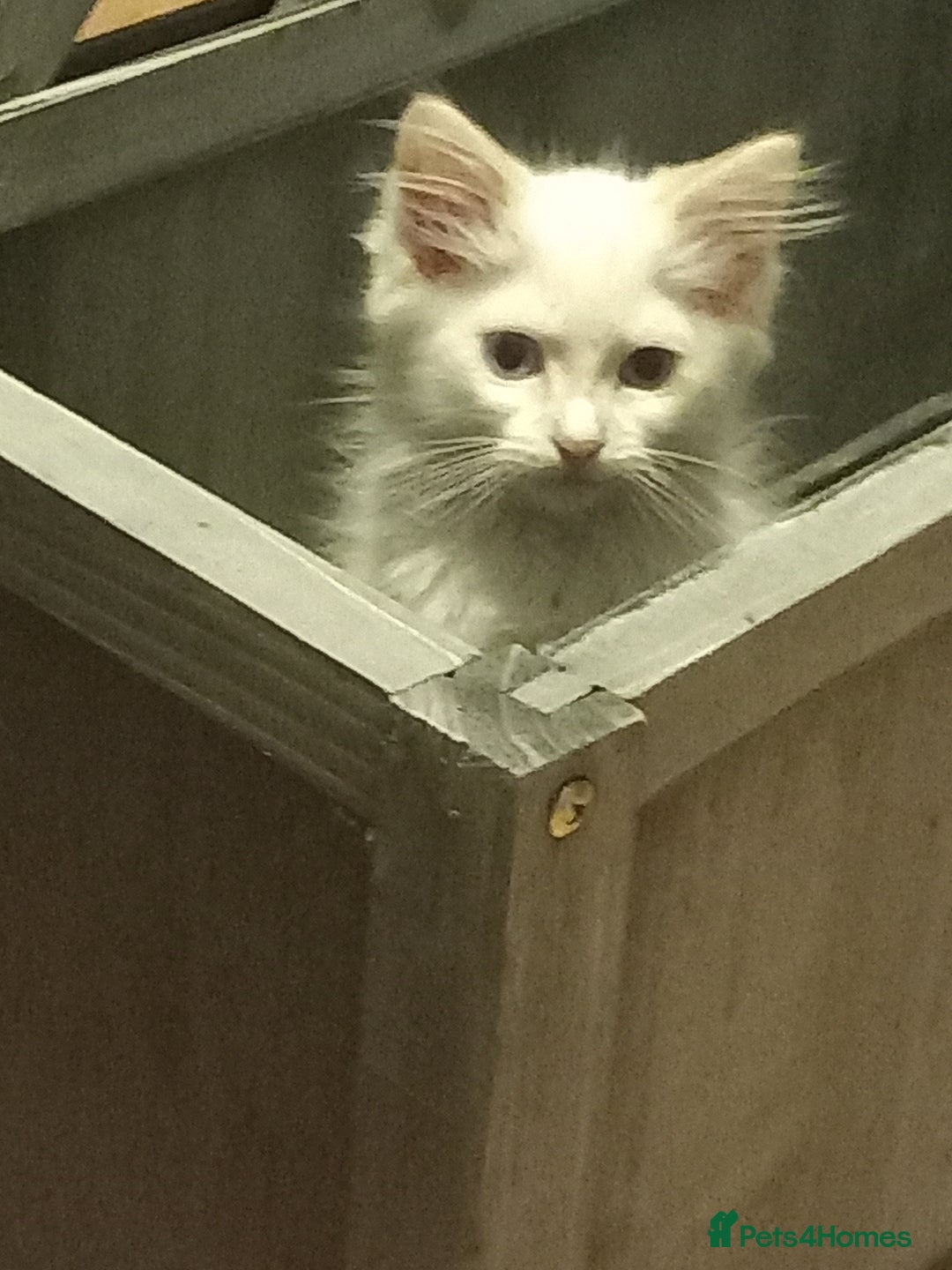 Ragdoll cats for sale: Flame point ragdoll - Image 3