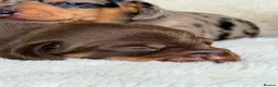 Miniature Dachshund dogs for sale: KC PRA Clear Champion Line Dapple Mini Dachshunds  - Advert 22