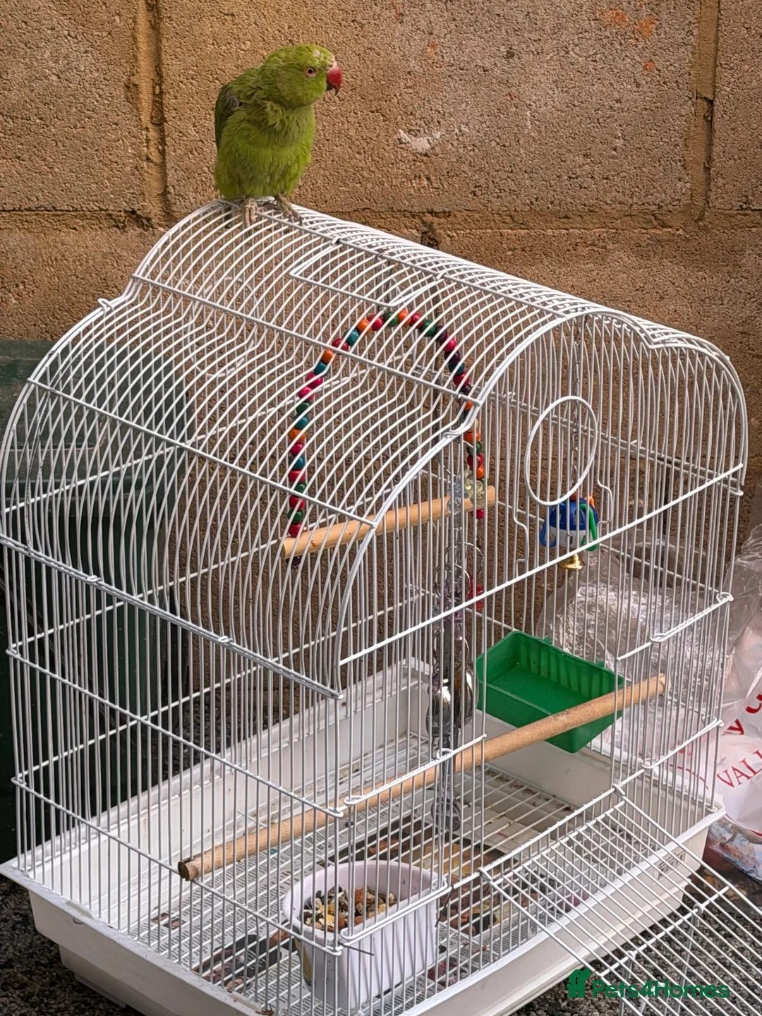 Parrots birds for sale: Beautiful ringneck for sale  in Derby - Advert 2