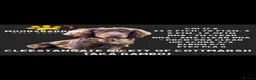 Mixed Breed dogs for sale: HAZEL’S PUPPY WAITING LIST IS NOW OPEN!  - Advert 3