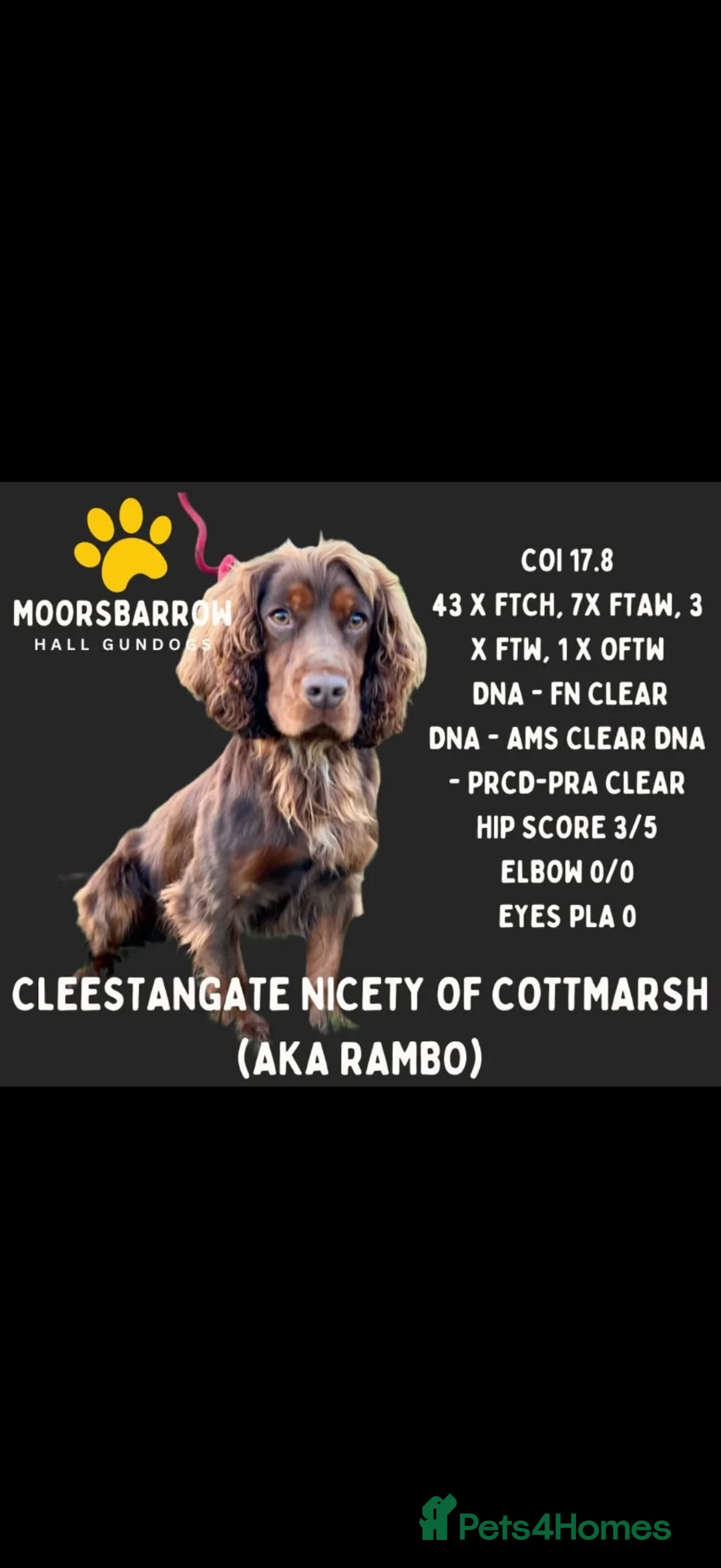 Mixed Breed dogs for sale: HAZEL’S PUPPY WAITING LIST IS NOW OPEN!  - Advert 3