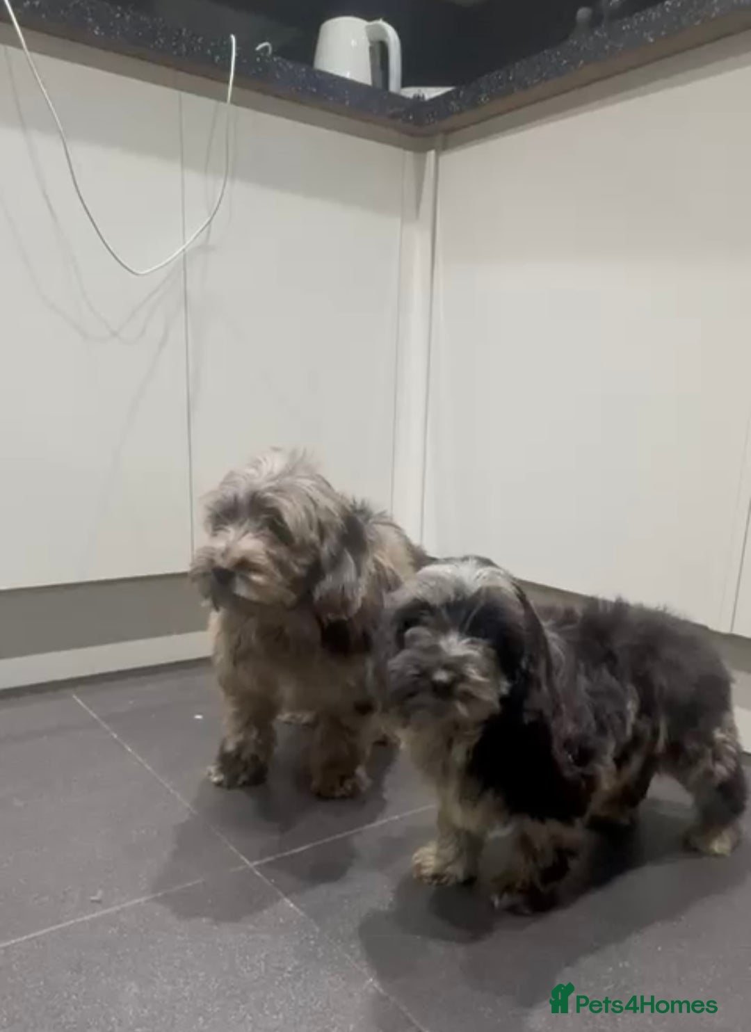 Cockapoo dogs for sale: Silver merle cockapoo puppies  - Advert 20