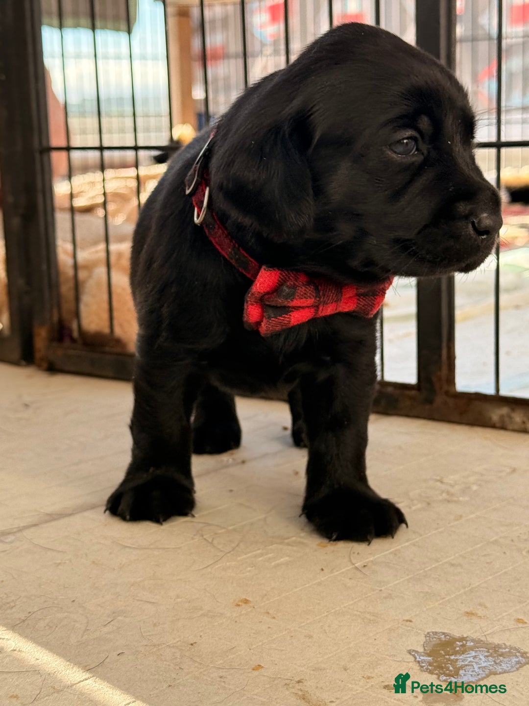 Labrador Retriever dogs for sale: Beautiful chunky litter of black pups  - Advert 21