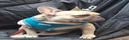 French Bulldog dogs for sale: 3.5 year old male French bulldog  - Advert 4