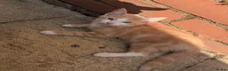 Mixed Breed cats for sale: Three male kittens - Advert 10