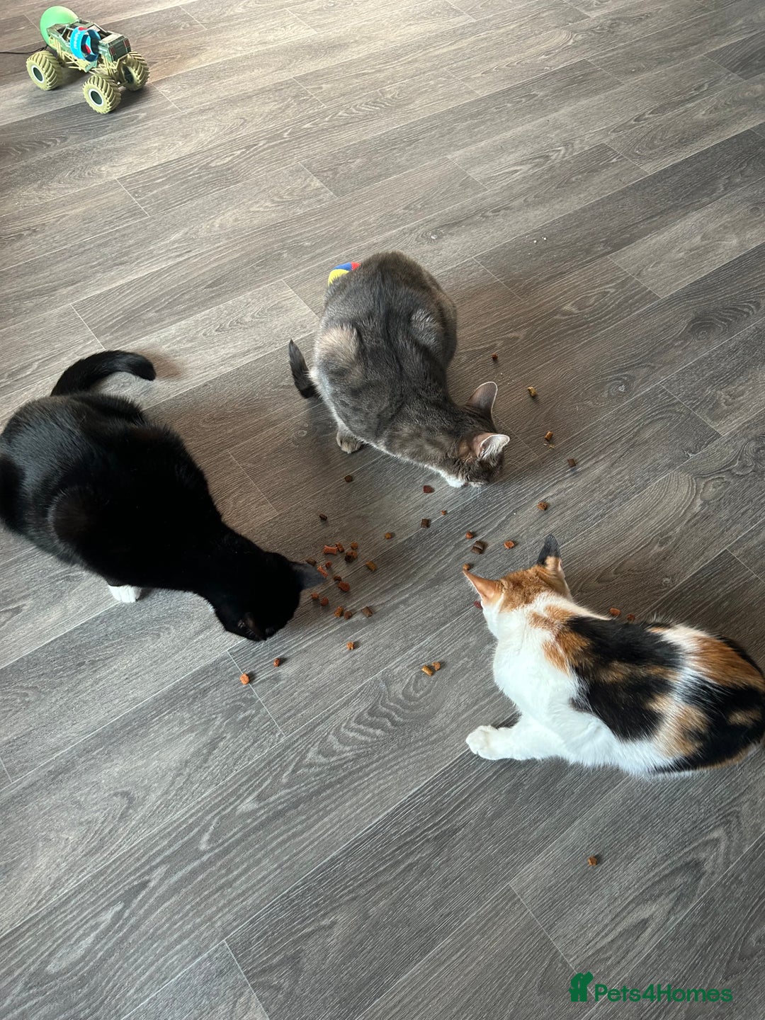 British Shorthair cats for sale: 6 month old gorgeous calico female for sale  - Advert 6