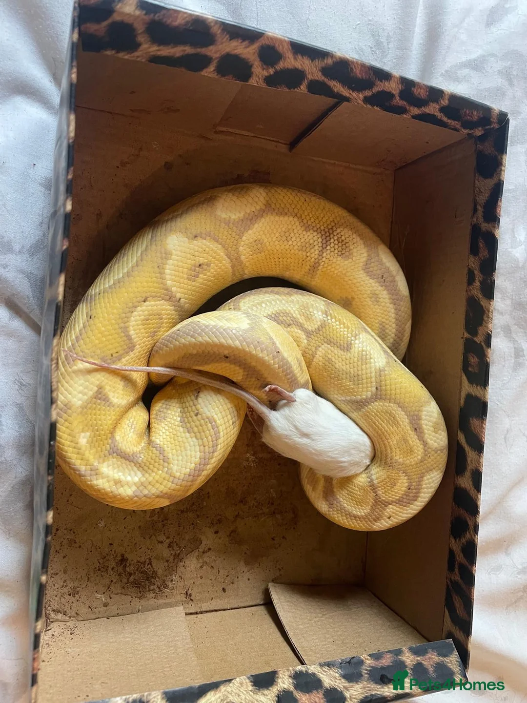 Python Snake reptiles for sale: firebelly x banana albino royal python - Advert 2