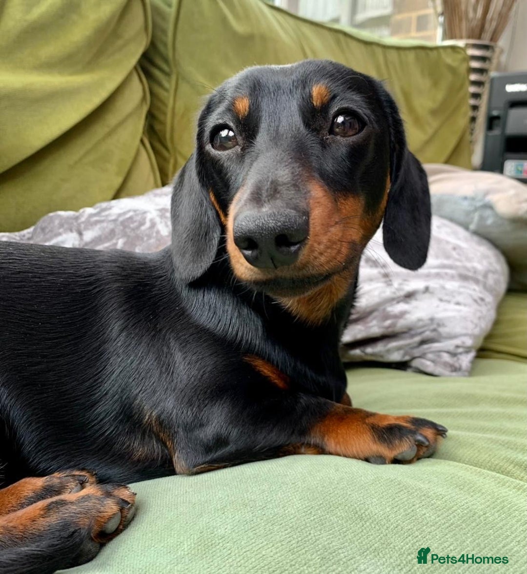 Miniature Dachshund dogs for sale: Smooth Mini Dachshund Pups ready for loving homes - Advert 3