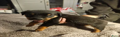 Rottweiler 5