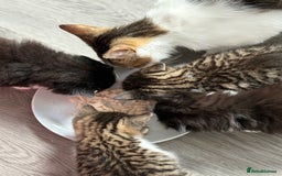 Domestic Shorthair cats for sale: 6WEEKS OLD TABBY FEMALES & BLACK&WHITE MALES - Image 7