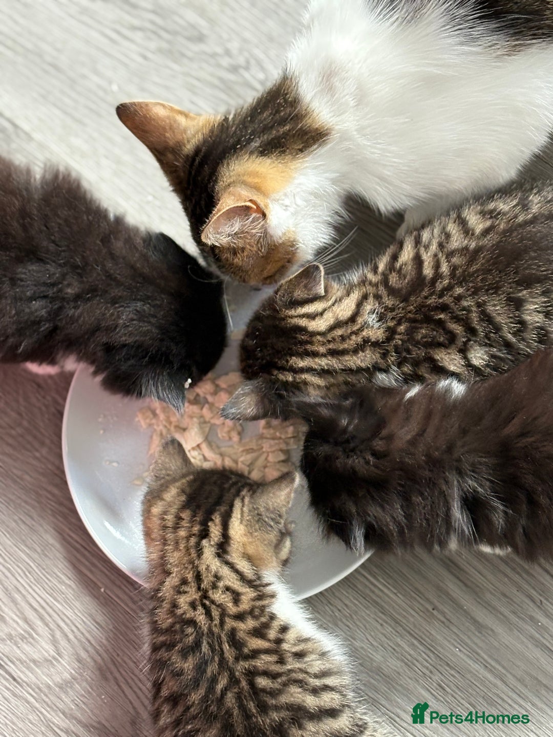 Domestic Shorthair cats for sale: 6WEEKS OLD TABBY FEMALES & BLACK&WHITE MALES - Image 7