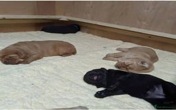 Labrador Retriever dogs for sale: Gentle KC REG Labrador Puppies - Image 2