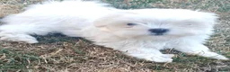 Maltese dogs for sale: Beautiful cuties - Advert 14