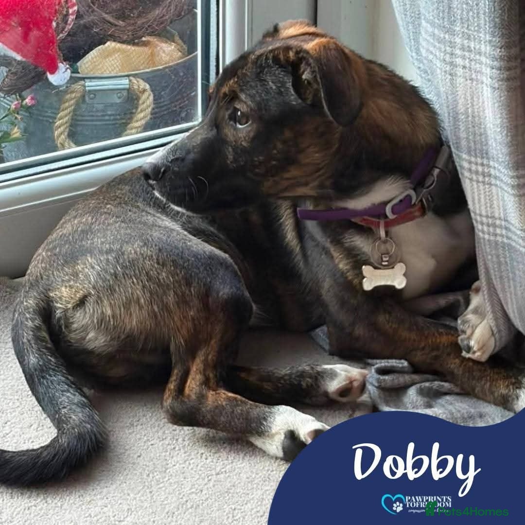 Mixed Breed dogs Meet Dobby, currently residing in Kent - Advert 2