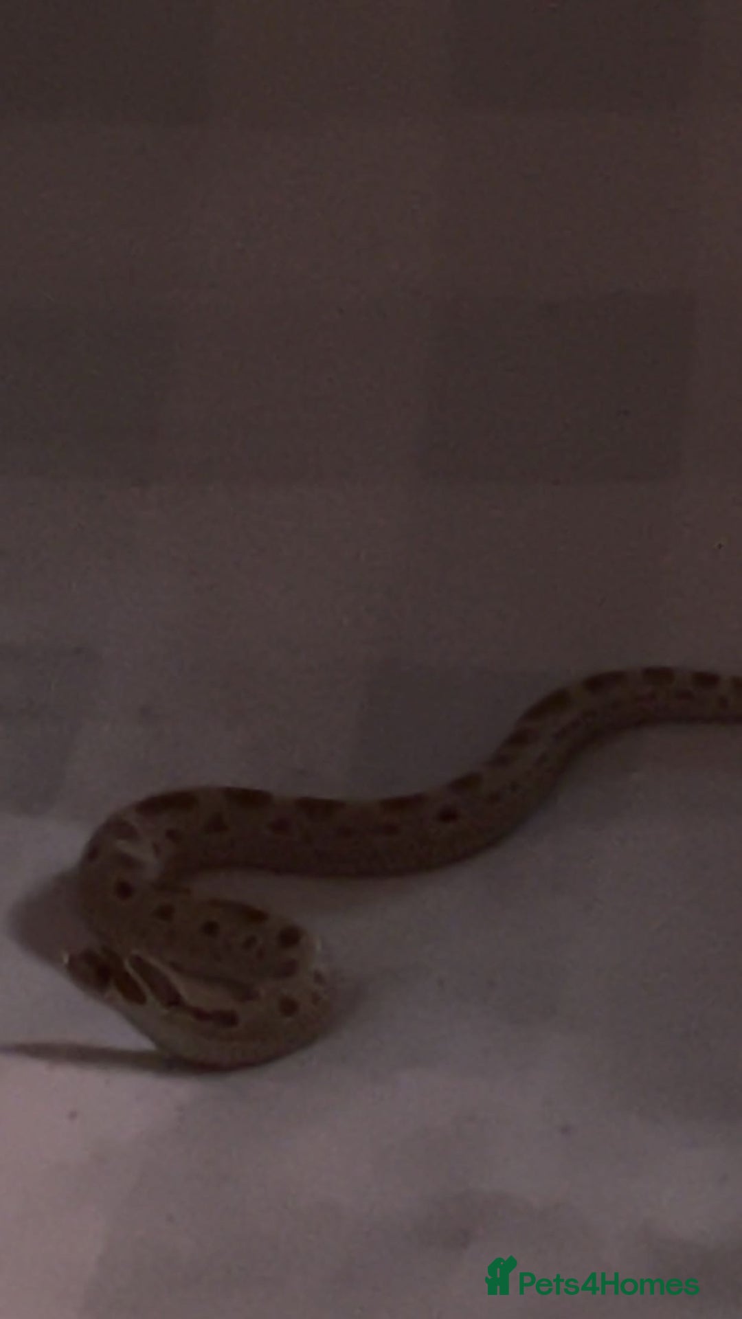 Snake reptiles for sale: Hognose snake for sale - Advert 2