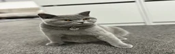 British Shorthair cats for sale: 5 generation GCCF BSH breeding pair⭐️⭐️ - Advert 6