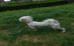 Maltese dogs for sale: Maltese male 4 year old  - Image 4