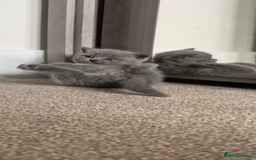British Shorthair cats for sale: Chunky Lilac & blue bsh kittens  - Image 6