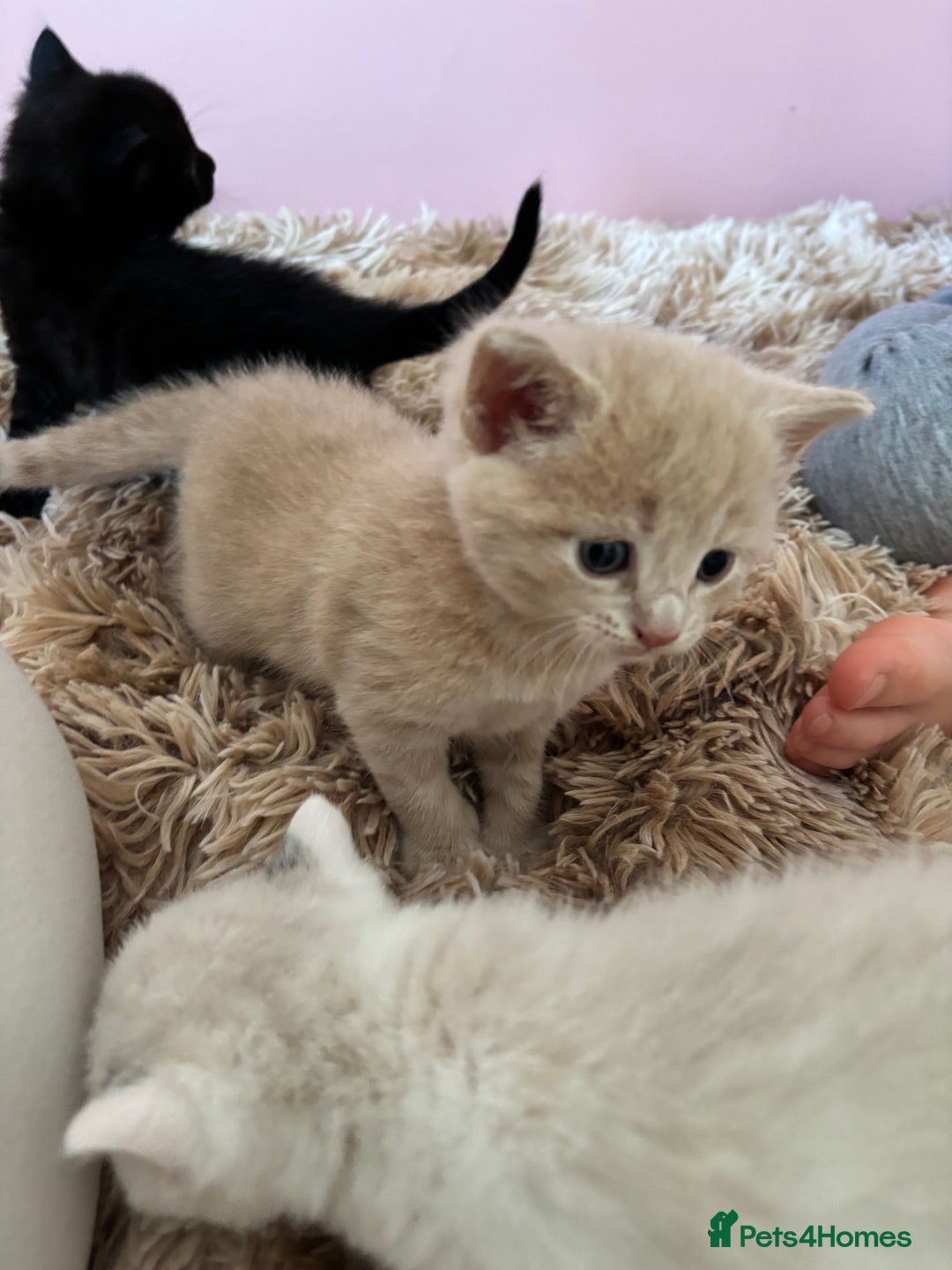 Mixed Breed cats for sale: 5 x gorgeous mixed kittens (4 left) - Image 8