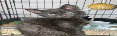 Mixed Breed Kitten 1