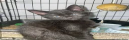 Mixed Breed cats for sale: TURKISH ANGORA X BSH  - Advert 3