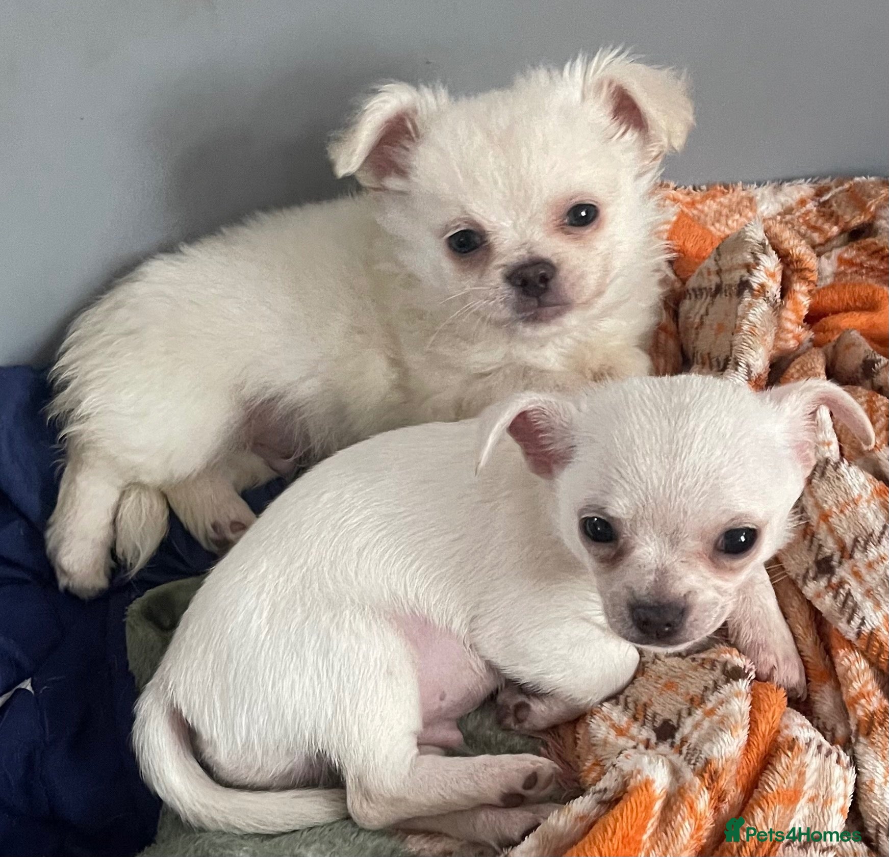 Chihuahua dogs Meet the Terrific 2 - Advert 5