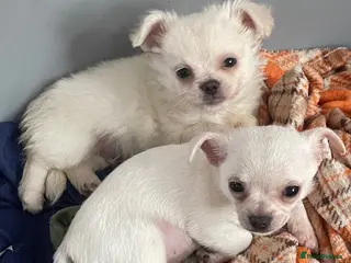Chihuahua dogs Meet the Terrific 2 - Advert 5