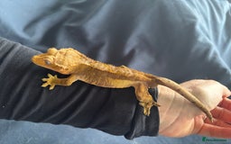 Gecko reptiles for sale: Crested Gheko - Image 2
