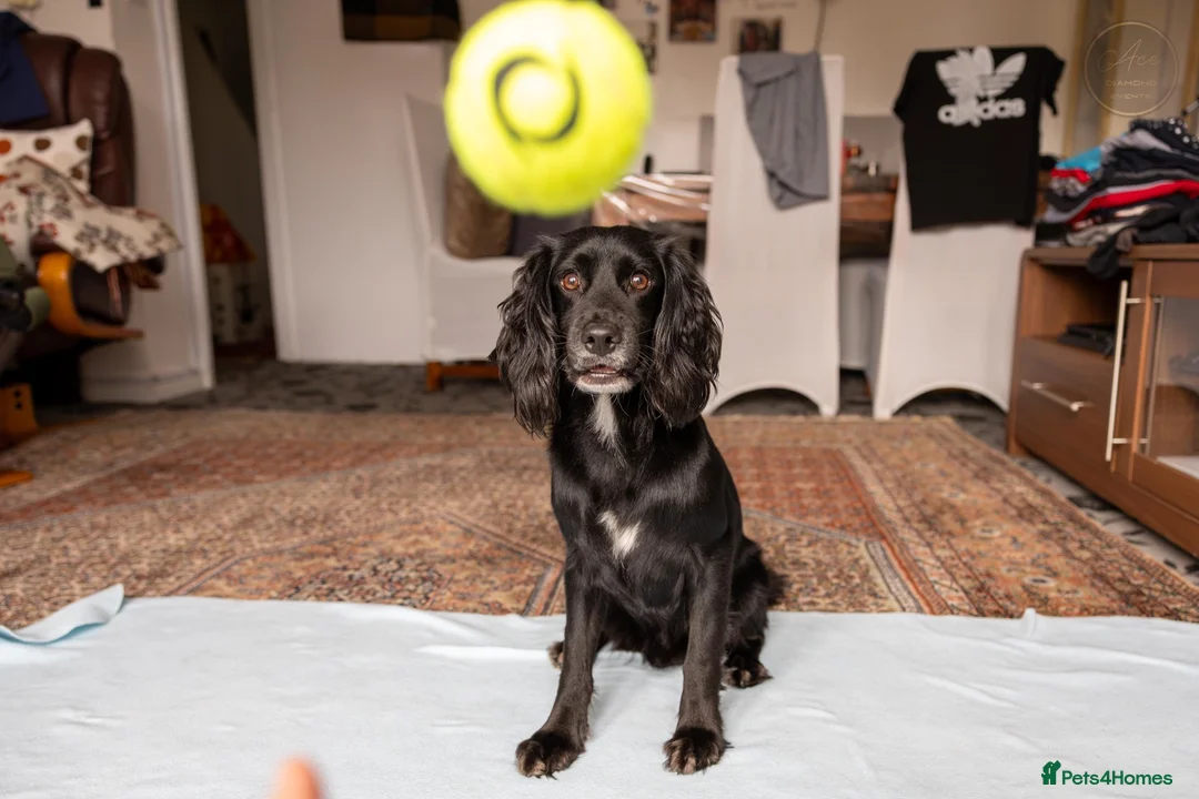 Cocker Spaniel dogs for sale: Unfortunately re homing due to health condition - Advert 1