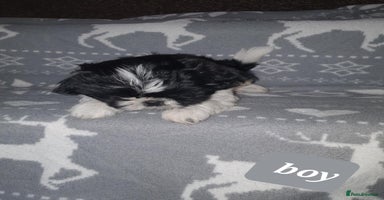 Shih Tzu dogs - Advert 4