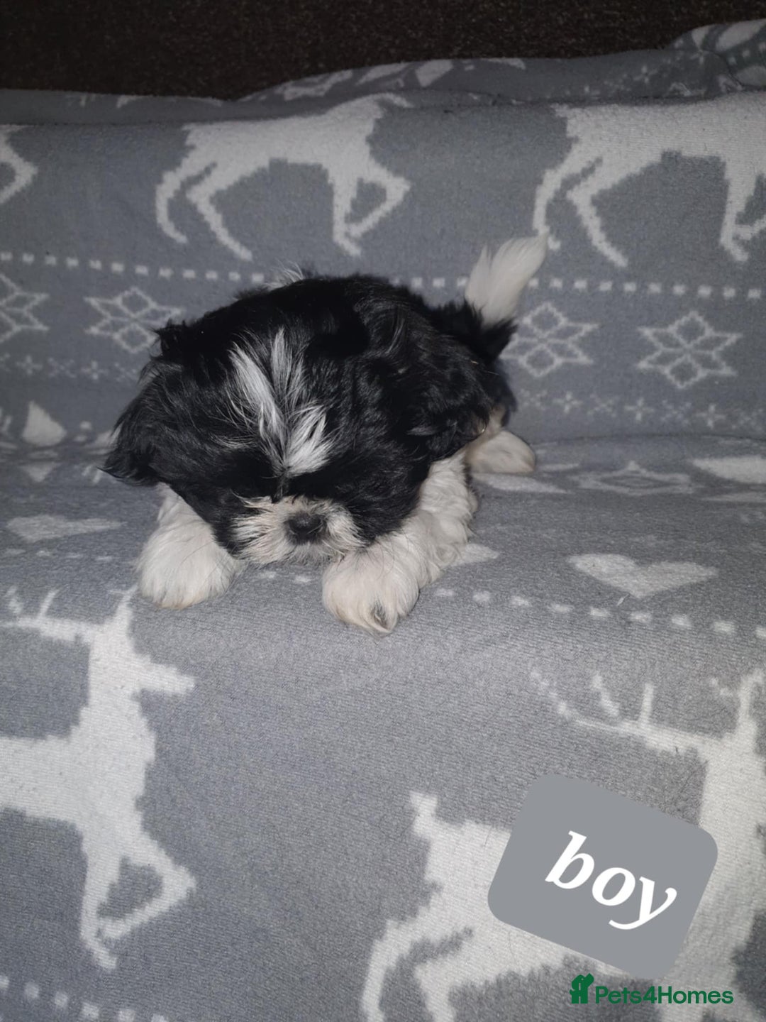 Shih Tzu dogs for sale: Shih tzu puppies - Image 2