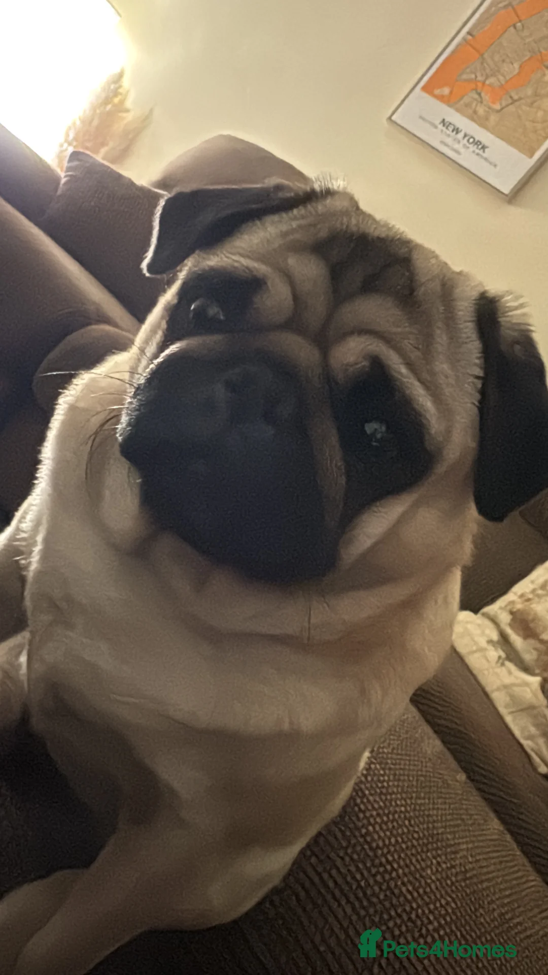 Pug dogs for sale: Skye the Pug in Lincoln - Advert 2