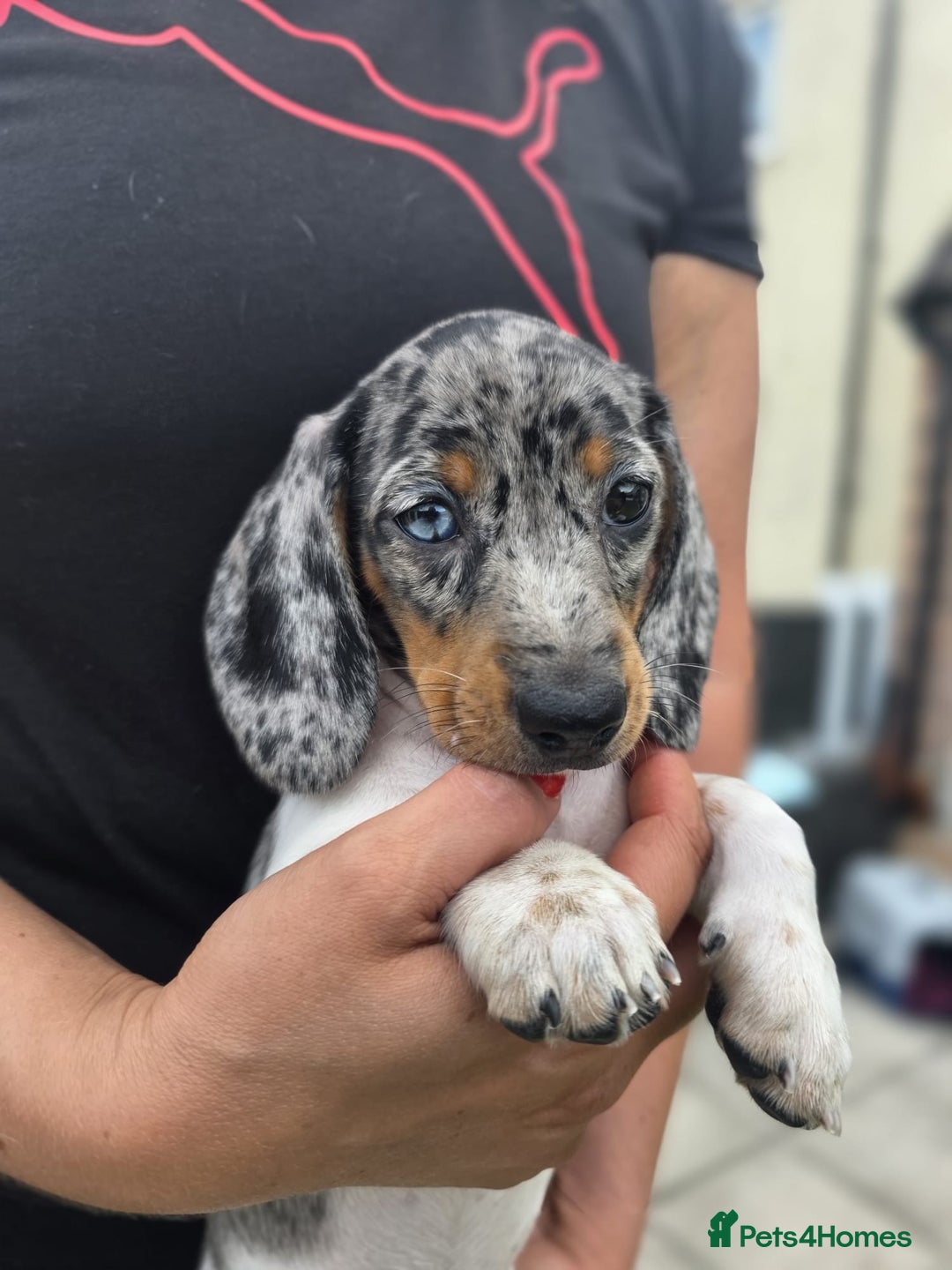 Dachshund dogs for sale: Beautiful piebald and dapple dachshund puppies  - Image 22