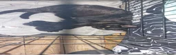 British Shorthair cats for sale: 3 black male kittens - Advert 7