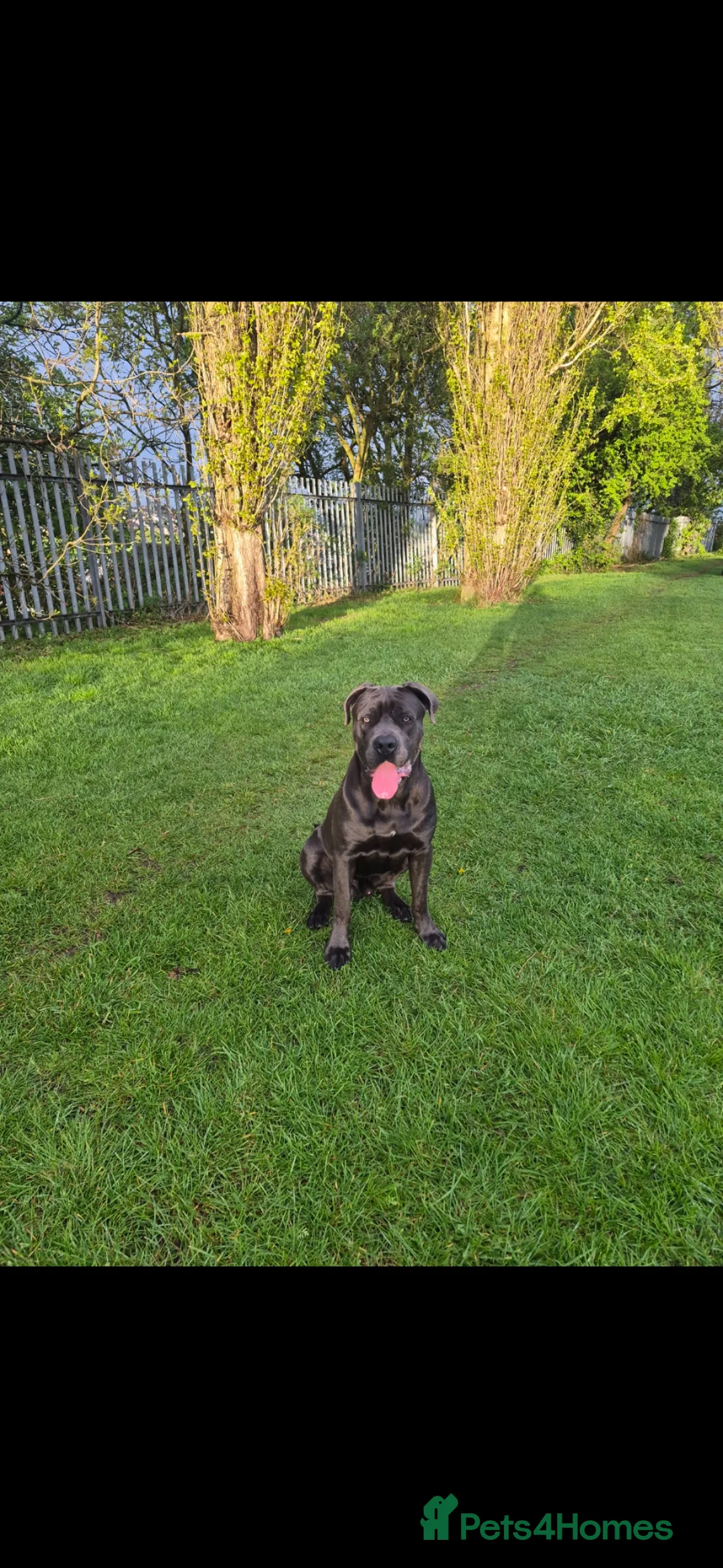 Cane Corso dogs for sale: 11 month old cane corso  - Advert 2
