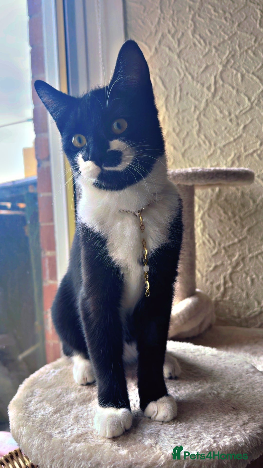 Domestic Shorthair cats for sale: Domestic short hair black and white.She’s 9 month  - Advert 2