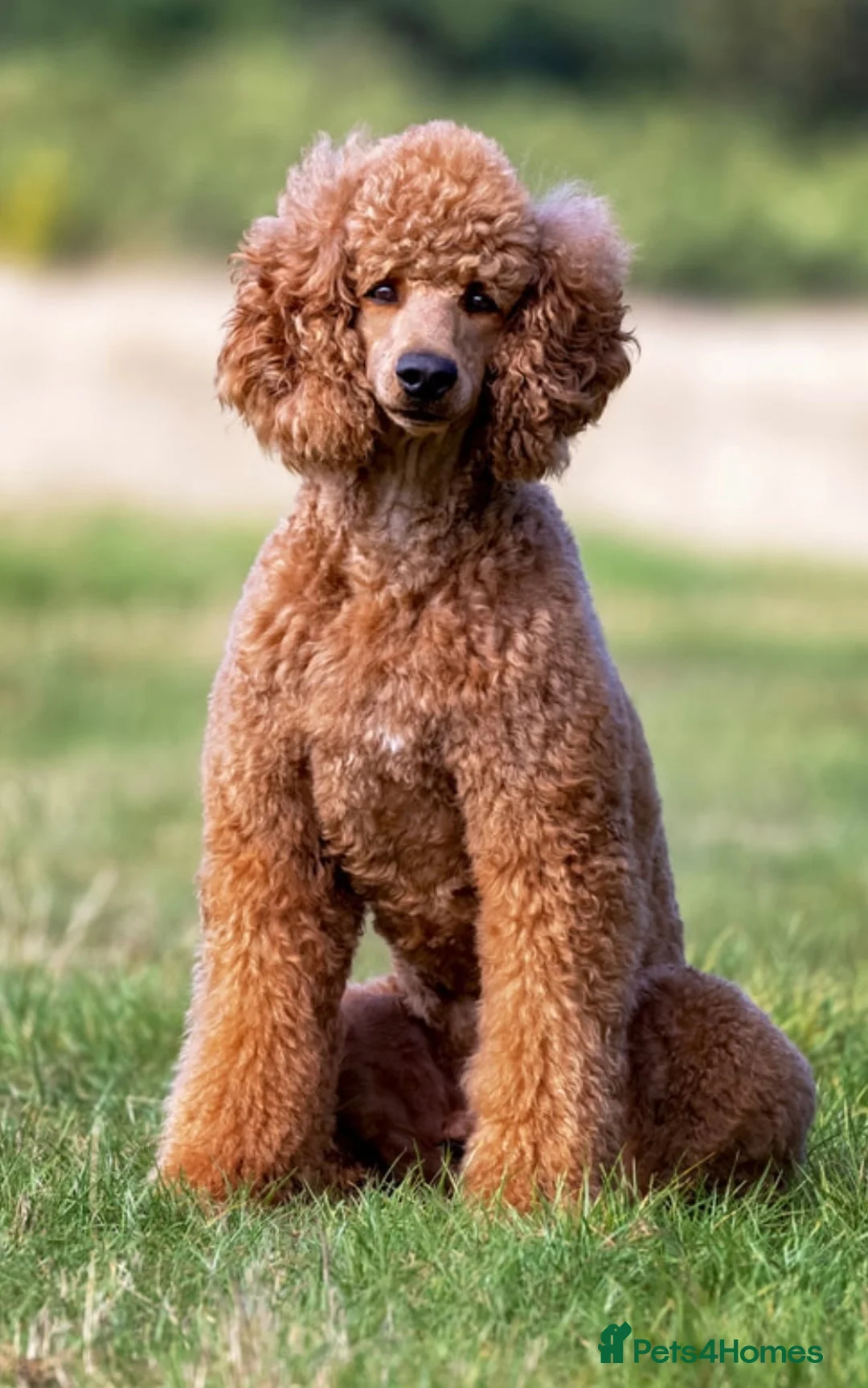 Standard Poodle dogs for sale: Exceptional Standard Poodle Puppies  - Advert 16