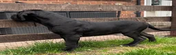 Cane Corso dogs for sale: Cane Corso Female Puppy, Grand Champion Bloodline - Advert 4