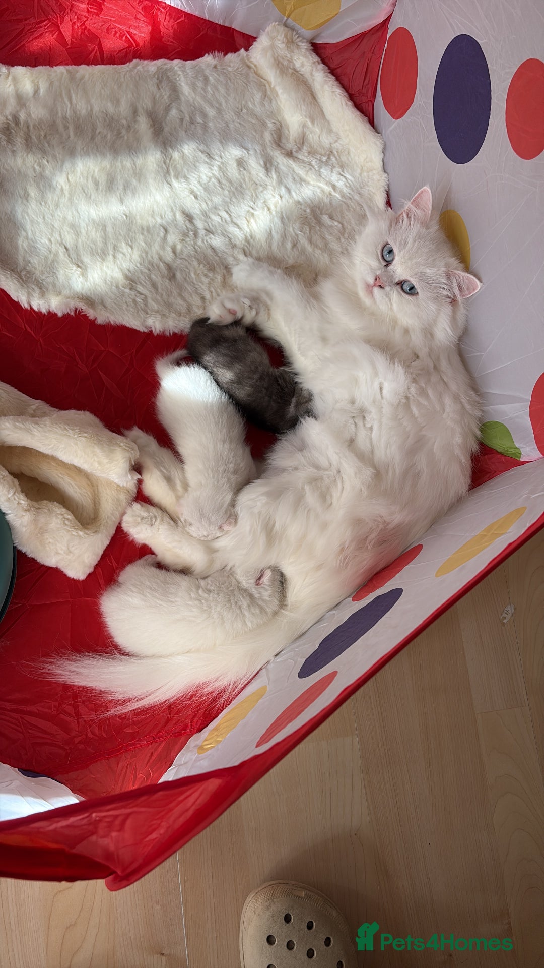Persian cats for sale: Lilly  - Image 3