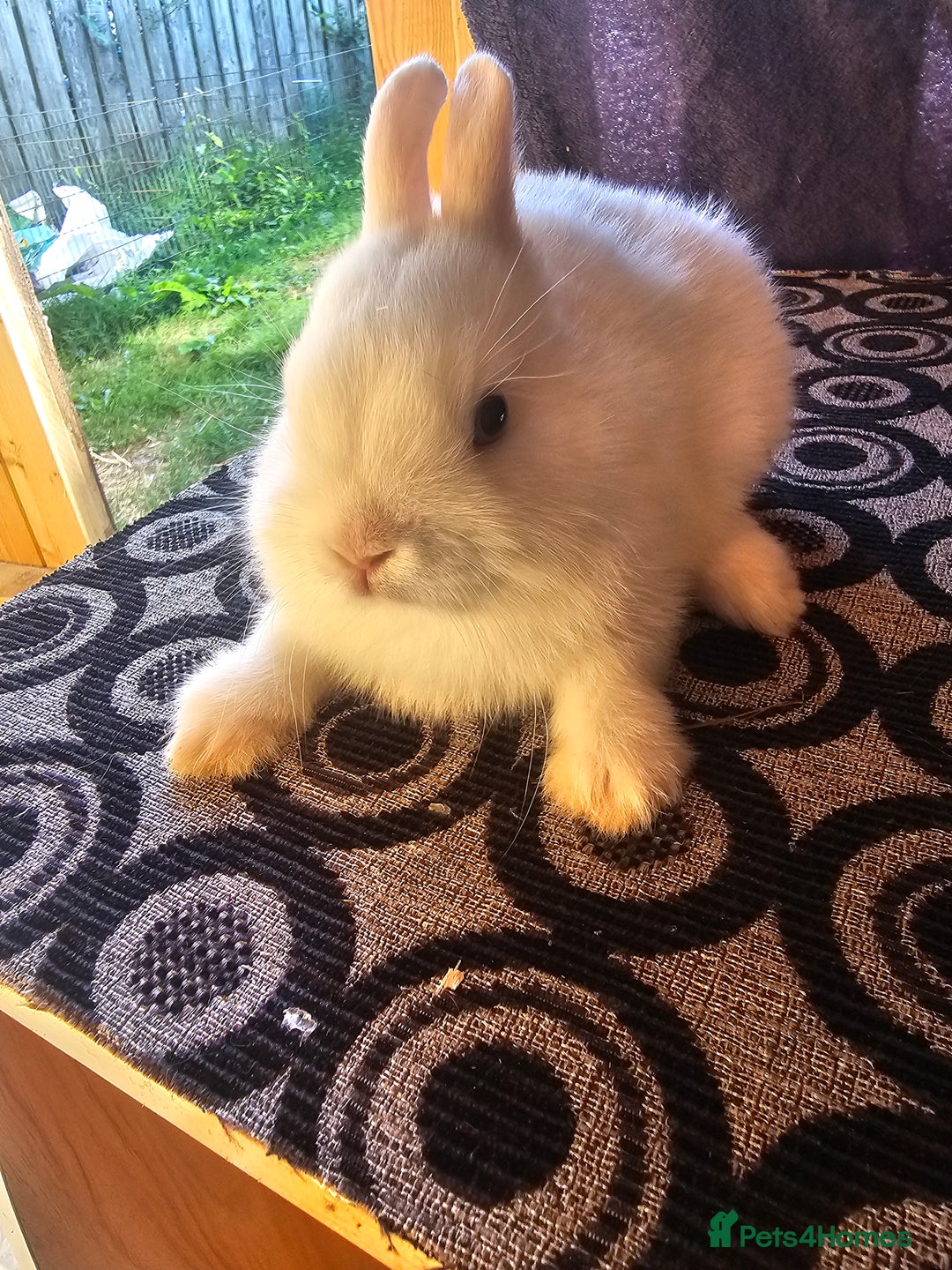Netherland Dwarf rabbits for sale: Netherland dwarf rabbits bred from show stock  - Image 6